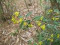 Japanese Barberry